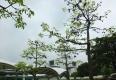 20130522-圓山花博公園